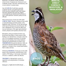 image of fact sheet with grouse and text
