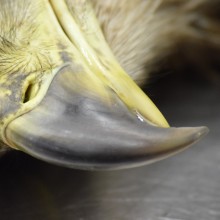 Close-up of juvenile bald eagle beak