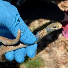 Garter snake being examined in gloved hand