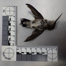Ruby-throated hummingbird submitted for #necropsy to the @NYSDEC Wildlife Health Unit. 