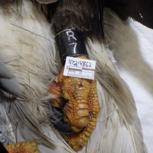 Bald eagle foot with leg band R7. Submitted for necropsy to the NYS Wildlife Health Program (WHP) 