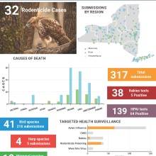 Image of quarterly cover with infographics, text and image of red-tailed hawk by Shutterstock