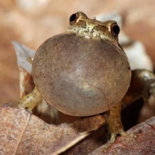 Pseudacris crucifer, the spring peeper frog