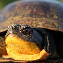 Blanding's turtle up close. Shutterstock 