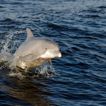 Bottlenose dolphin jumping out of the water along the coast of Alabama.Shutterstock