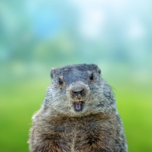 Close-up portrait of groundhog