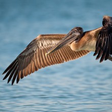 Brown pelican (Pelecanus occidentalis) in flight over the water in Florida. Shutterstock