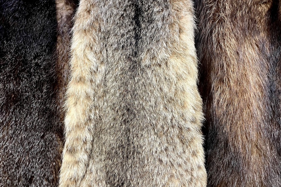 Furbearer coat closeup