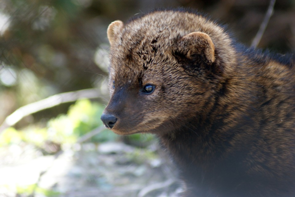 fisher in the woods