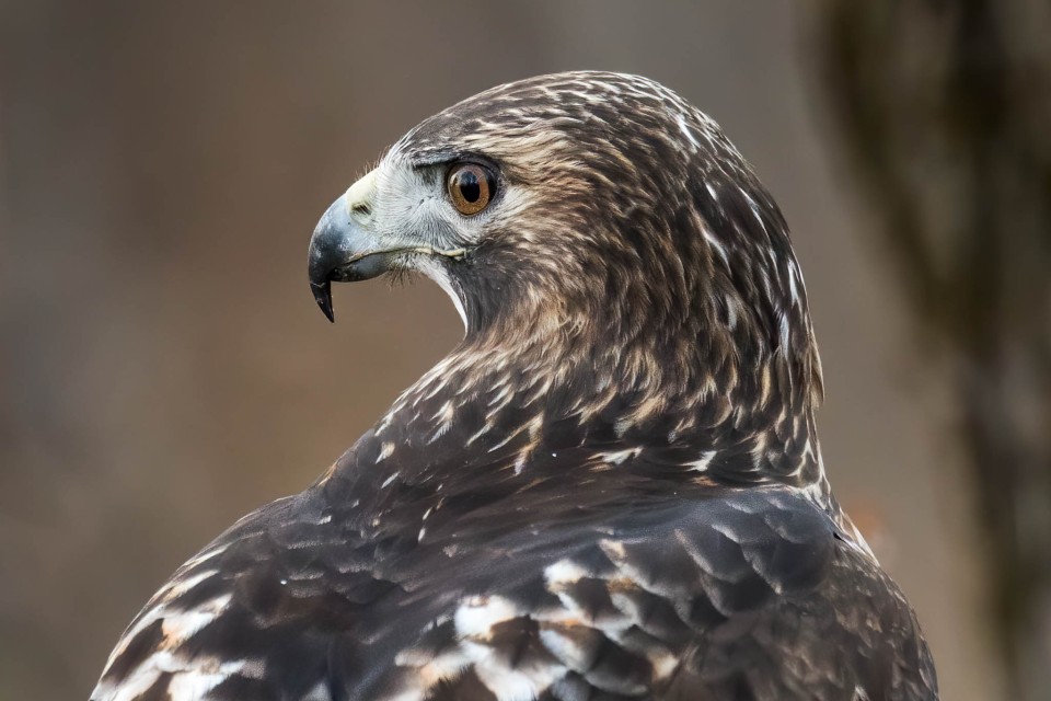 red-tailed hawk up close