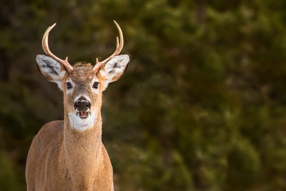 young buck with mouth open against green tree background
