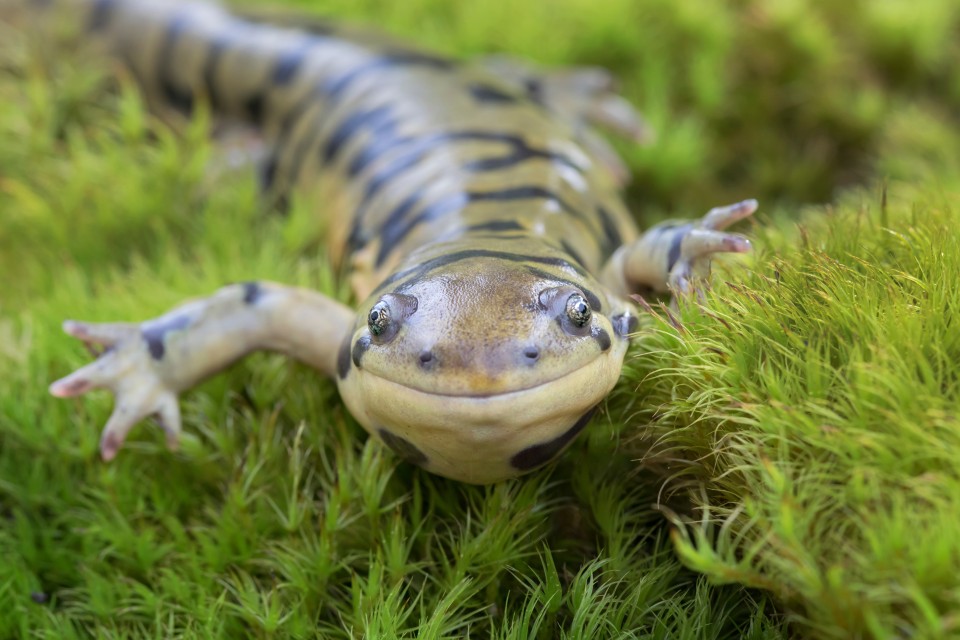 tiger salamander on moss