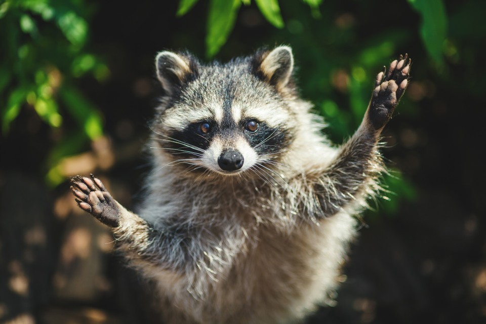 raccoon with arms up
