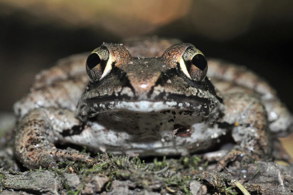 Wood frog eyes, nose, face, and head macro portrait