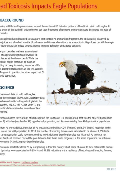 Lead toxicosis impacts eagle populations cover