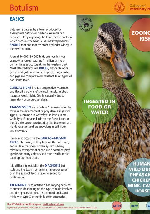 Botulism fact sheet