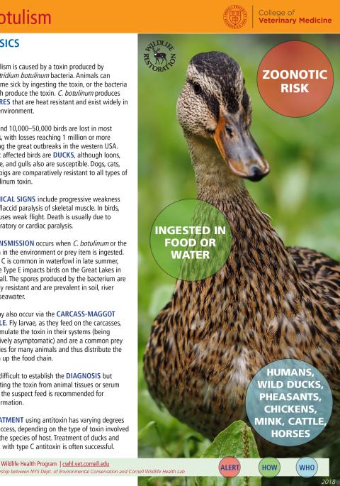 Botulism fact sheet