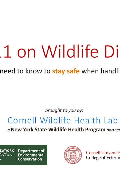 Thumbnail of title slide