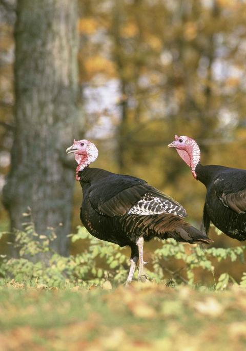A pair of turkeys at the edge of the woods
