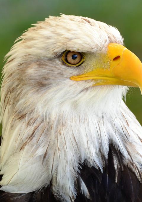 Close up of bald eagle