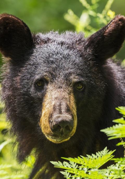Black bear in the weeds