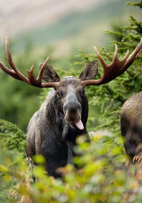 Close up of bull moose with tongue out