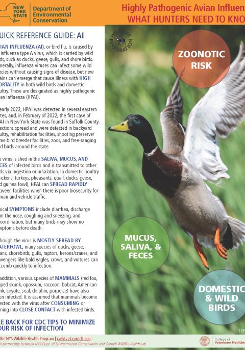 Thumbnail of HPAI Hunter Handout