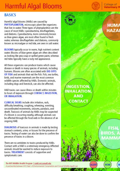 thumbnail of HAB fact sheet