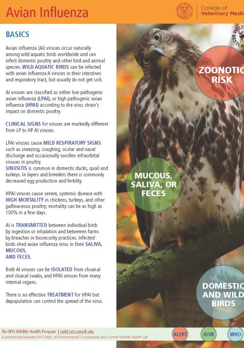 thumbnail of AI fact sheet
