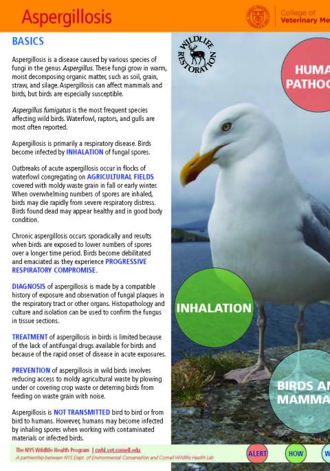 thumbnail of aspergillosis fact sheet
