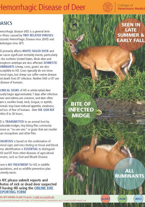 thumbnail of HD fact sheet