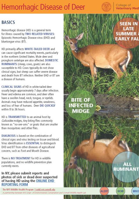 thumbnail of HD fact sheet