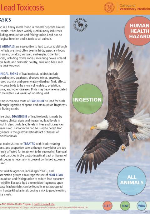 thumbnail of lead toxicosis fact sheet