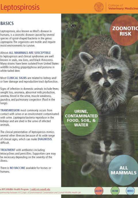 Thumbnail of fact sheet; click on image to download PDF