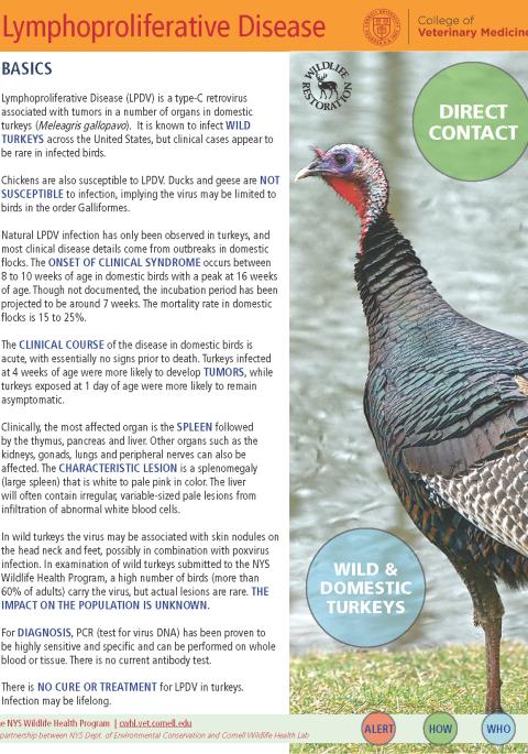 thumbnail of LPDV fact sheet