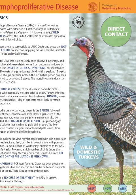 thumbnail of LPDV fact sheet