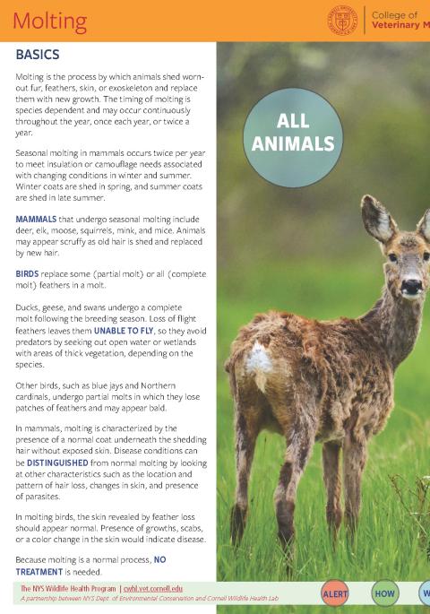 Thumbnail of fact sheet; click on image to download PDF