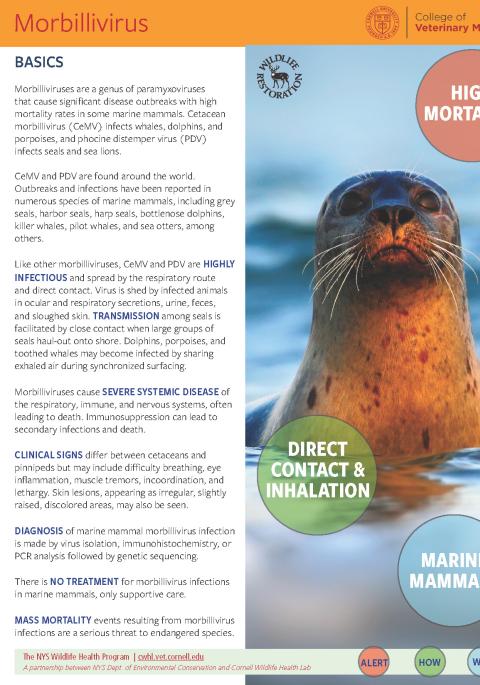 Thumbnail of fact sheet; click on image to download PDF