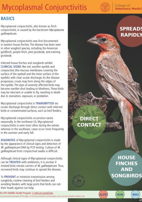 Thumbnail of fact sheet; click on image to download PDF