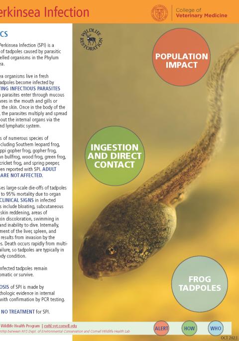 thumbnail of perkinsea fact sheet