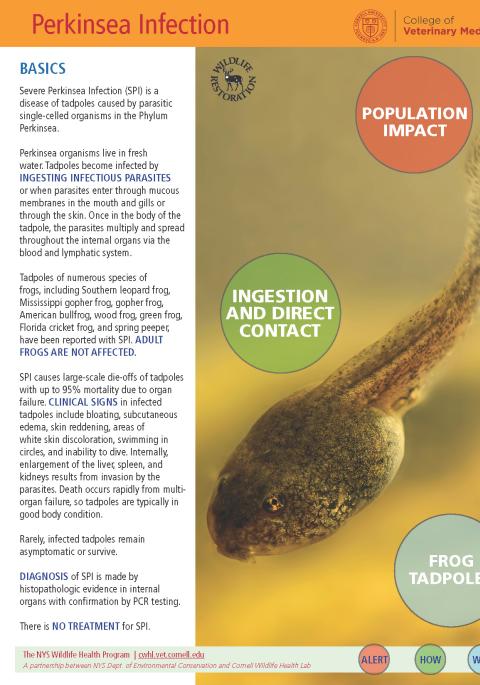 thumbnail of perkinsea fact sheet