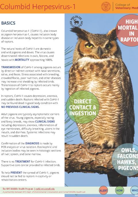Thumbnail of fact sheet; click on image to download PDF