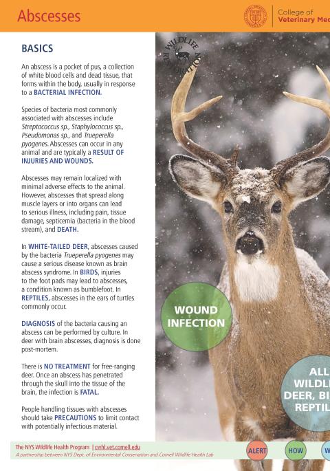 thumbnail of abscess fact sheet