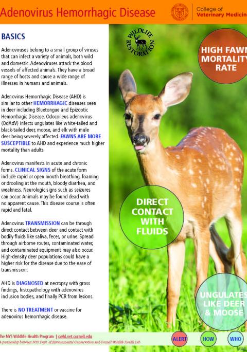 thumbnail of AHD fact sheet