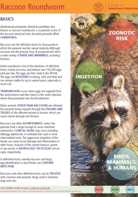Thumbnail of fact sheet; click on image to download PDF