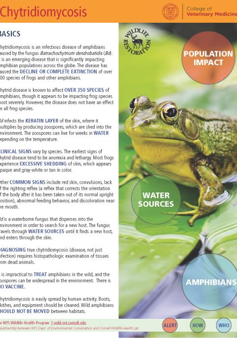 Thumbnail of fact sheet; click on image to download PDF