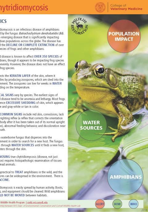 Thumbnail of fact sheet; click on image to download PDF