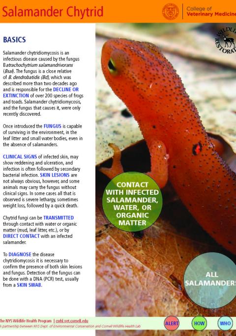 thumbnail of BSal fact sheet