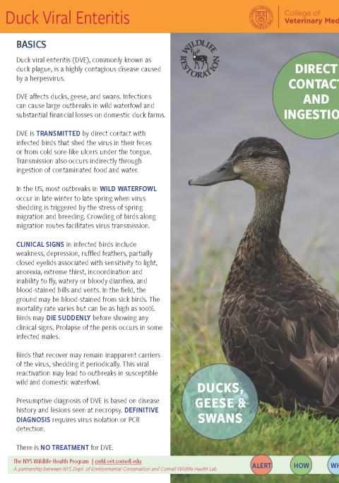 thumbnail of DVE fact sheet