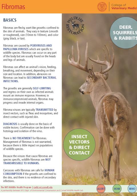 thumbnail of fibromas fact sheet